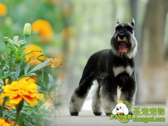 教你如何科学的饲养狗狗