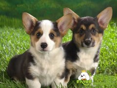 国外是如何养狗的