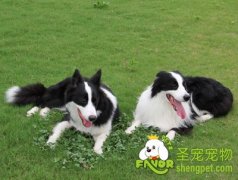 有关狗狗打疫苗的问题