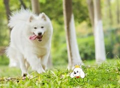 狗狗荨麻疹的治疗方法