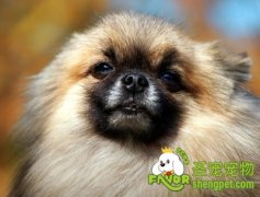 狗狗脱毛症的症状及治疗方法