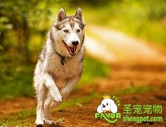 给狗狗缺钙的知识