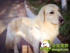 狗狗为什么会长湿疹