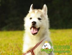 关于狗狗真菌性皮炎的治疗方法