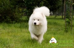 春节过后应当如何让狗狗重新适应新生活