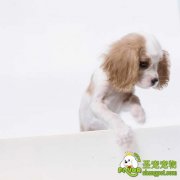 哪些人最不适合养狗狗