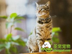有效实用改善猫咪毛质的方法