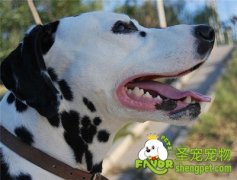 怎样确定狗狗是否怀孕