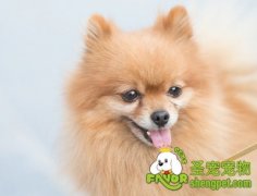 狗粮中物质的作用