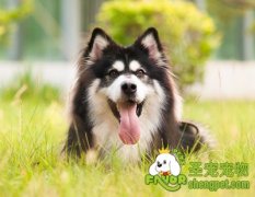 狗狗饲料的配制方法