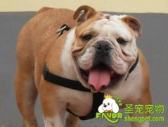 狗狗生脓皮病的病因