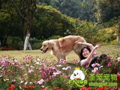 带狗出游的注意事项