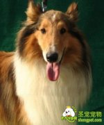 饲养柯利牧羊犬的注意事项