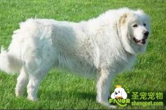 老年大白熊犬该如何饲养