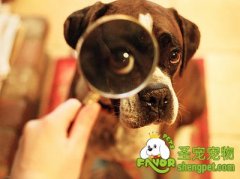 狗狗为什么呕吐？