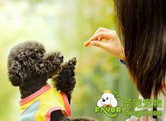 狗狗七种常见的口腔疾病