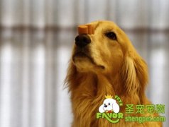狗狗口腔护理的方法
