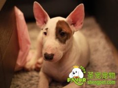 狗狗眼睛疾病之结膜炎