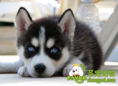 治疗狗狗角膜炎的方法