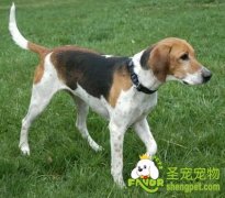 猎狐犬该如何饲养