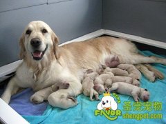 母犬屡配不孕的原因