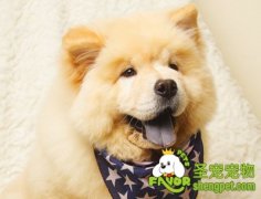 常见狗狗之睫毛异常（双行睫、倒睫、异常睫）