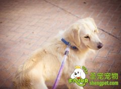 狗狗常见耳朵疾病之外耳炎