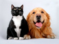 猫咪与狗狗同养的注意事项