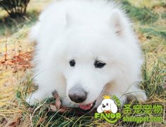 引起狗狗拉肚子的原因