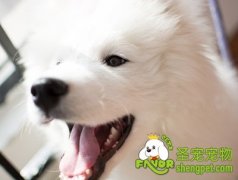 各类微量元素对狗狗的影响