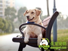 养狗狗过程中容易被忽视的错误