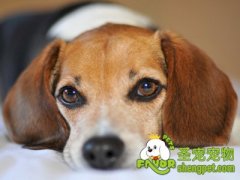 狗狗耳朵的日常护理