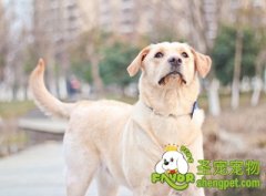 狗狗没有食欲怎么办