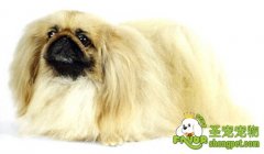 北京犬的饲养方法