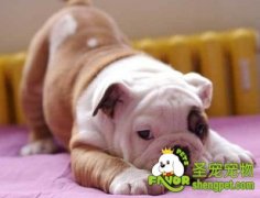 犬主必知宠物急救知识