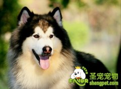犬只眼睛疾病之眼睑增生的治疗方法