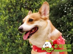 犬只口腔疾病之牙结石的治疗方法