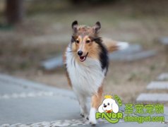 犬只消化道疾病之胃炎的治疗方法