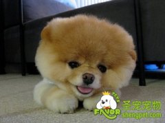 养猫养狗要当心的误区