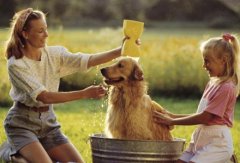 给狗狗洗澡香波的正确使用方法