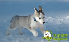 狗狗也需要运动和玩耍