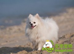 狗狗耳朵疾病之耳血肿治疗方法