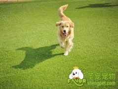 微量元素锌的作用