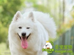 养狗狗的好处提高你的异性缘