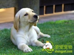 适宜有儿童家庭饲养的狗狗