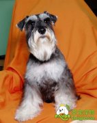 犬舍的各个介绍