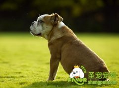 狗狗消化道疾病之胃肠炎