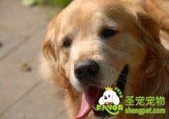 狗狗消化道疾病之胃溃疡