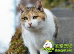 猫咪足部护理的方法