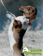 在教育犬时的注意方法